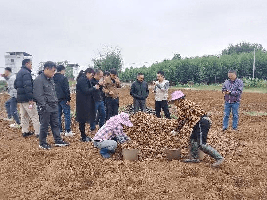 陶圩鎮(zhèn)最新項目，引領(lǐng)地區(qū)發(fā)展的前沿動態(tài)，陶圩鎮(zhèn)最新項目引領(lǐng)地區(qū)發(fā)展潮流