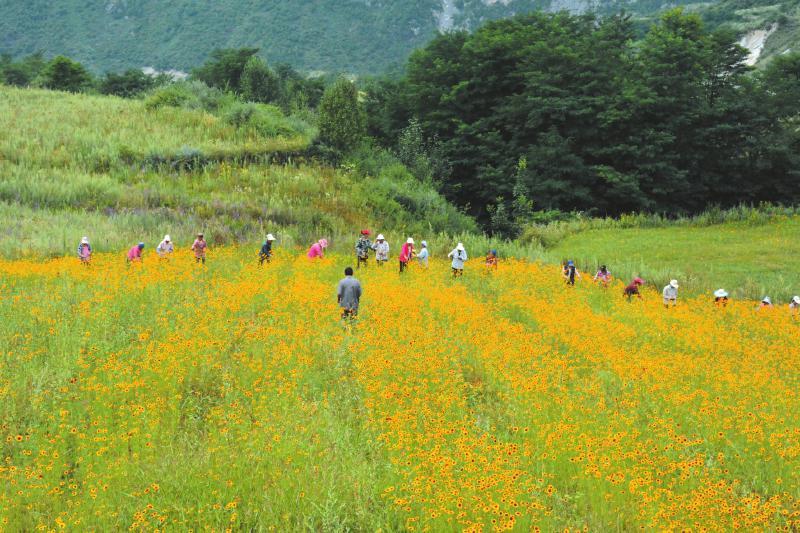 九寨溝旅游高原反應解析，九寨溝旅游高原反應詳解