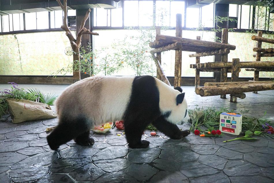 上海野生動物園的地理位置及其魅力，『上海野生動物園，揭秘地理位置與獨特魅力』