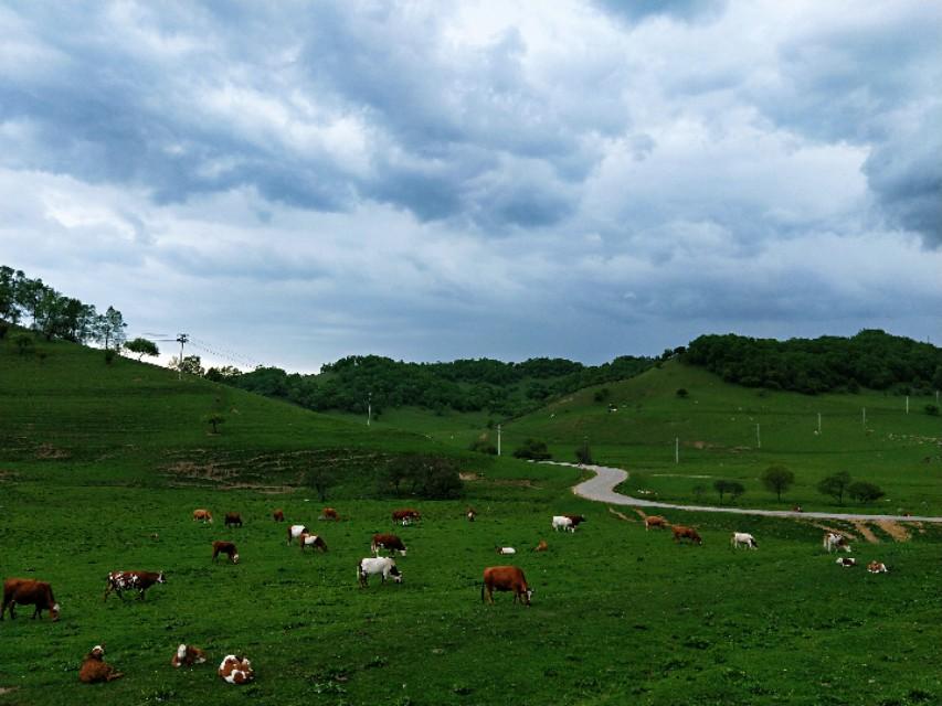 關(guān)山牧場(chǎng)門票價(jià)格詳解，關(guān)山牧場(chǎng)門票價(jià)格全解析