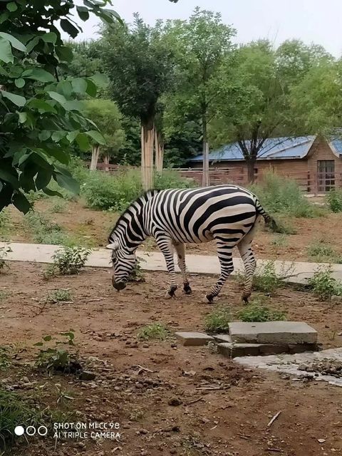 石家莊動(dòng)物園游玩攻略，石家莊動(dòng)物園游玩指南