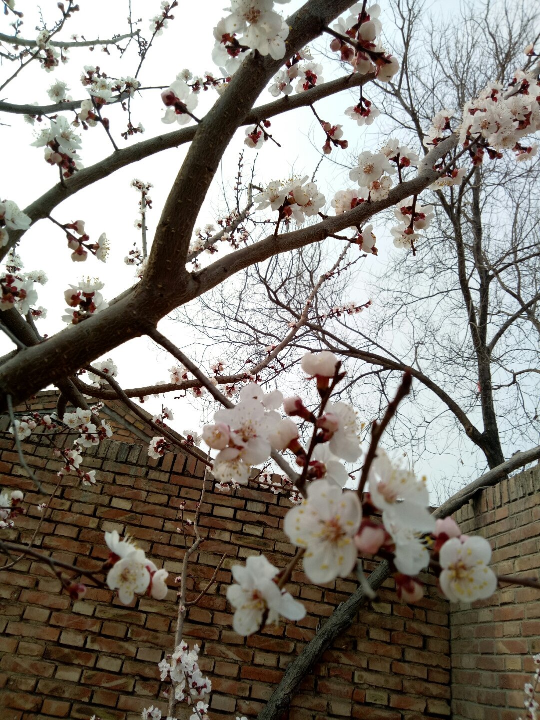 吳橋天氣預(yù)報(bào)——掌握天氣動(dòng)態(tài)，安排生活出行，吳橋天氣預(yù)報(bào)，精準(zhǔn)掌握天氣動(dòng)態(tài)，合理安排生活出行計(jì)劃