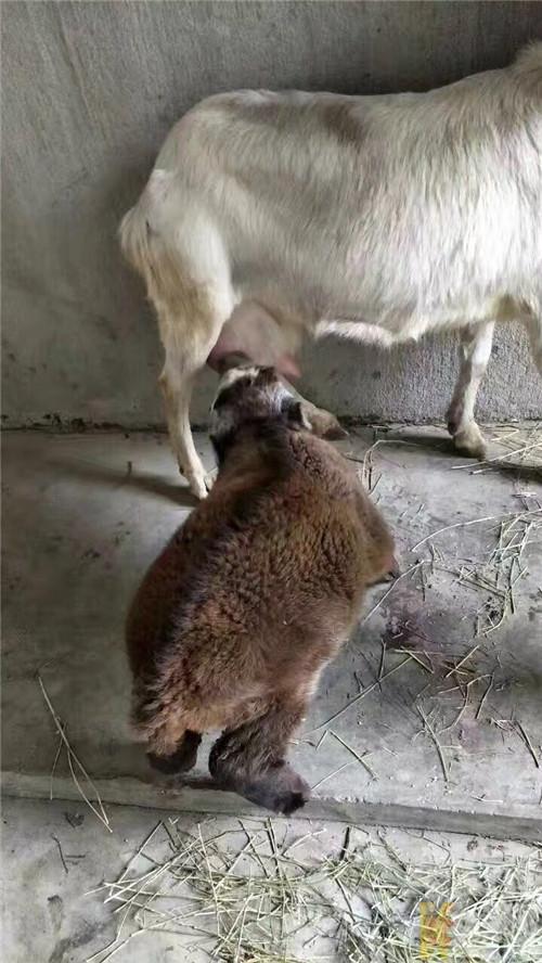 秦嶺野生動物園游玩攻略，探索自然與動物的奇妙世界，秦嶺野生動物園游玩攻略，探索自然與動物的奇妙之旅