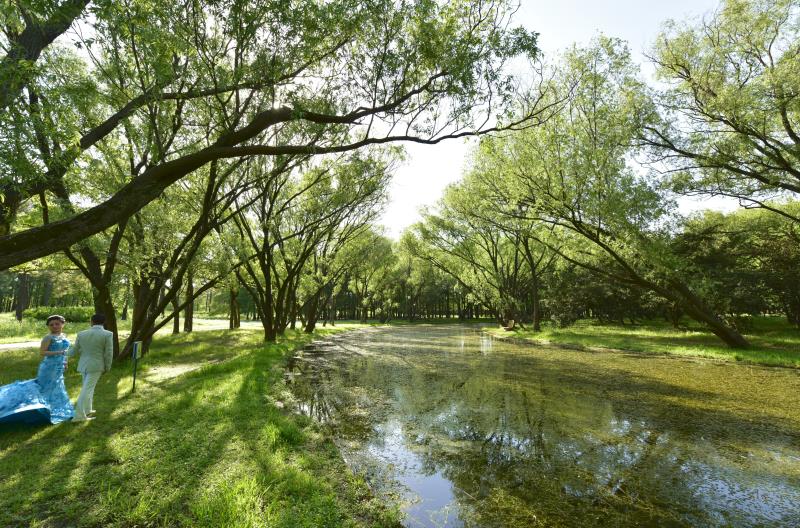 共青森林公園免費(fèi)開(kāi)放，自然之美的普惠之旅，共青森林公園免費(fèi)開(kāi)放，自然之美的全民共享之旅