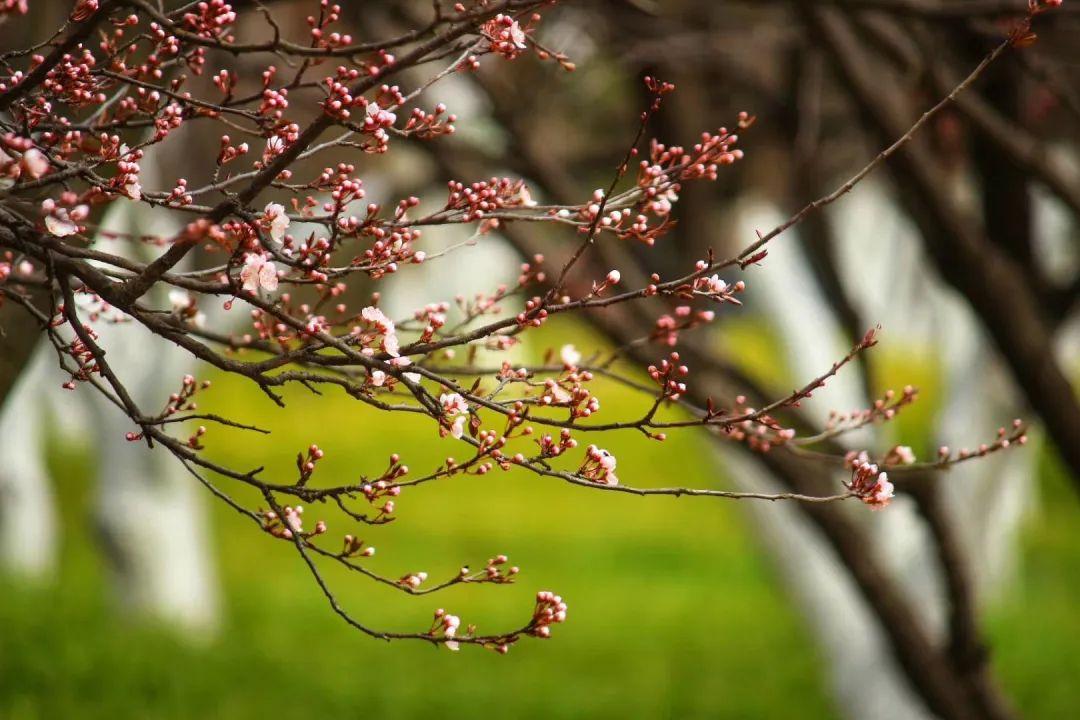 秦嶺野生動(dòng)物園門票預(yù)約官網(wǎng)攻略，秦嶺野生動(dòng)物園門票預(yù)約官網(wǎng)指南