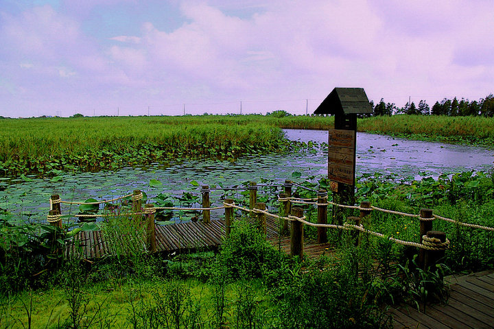 崇明東灘濕地公園，自然之韻，生態(tài)之旅，崇明東灘濕地公園，自然生態(tài)之旅的絕美之境