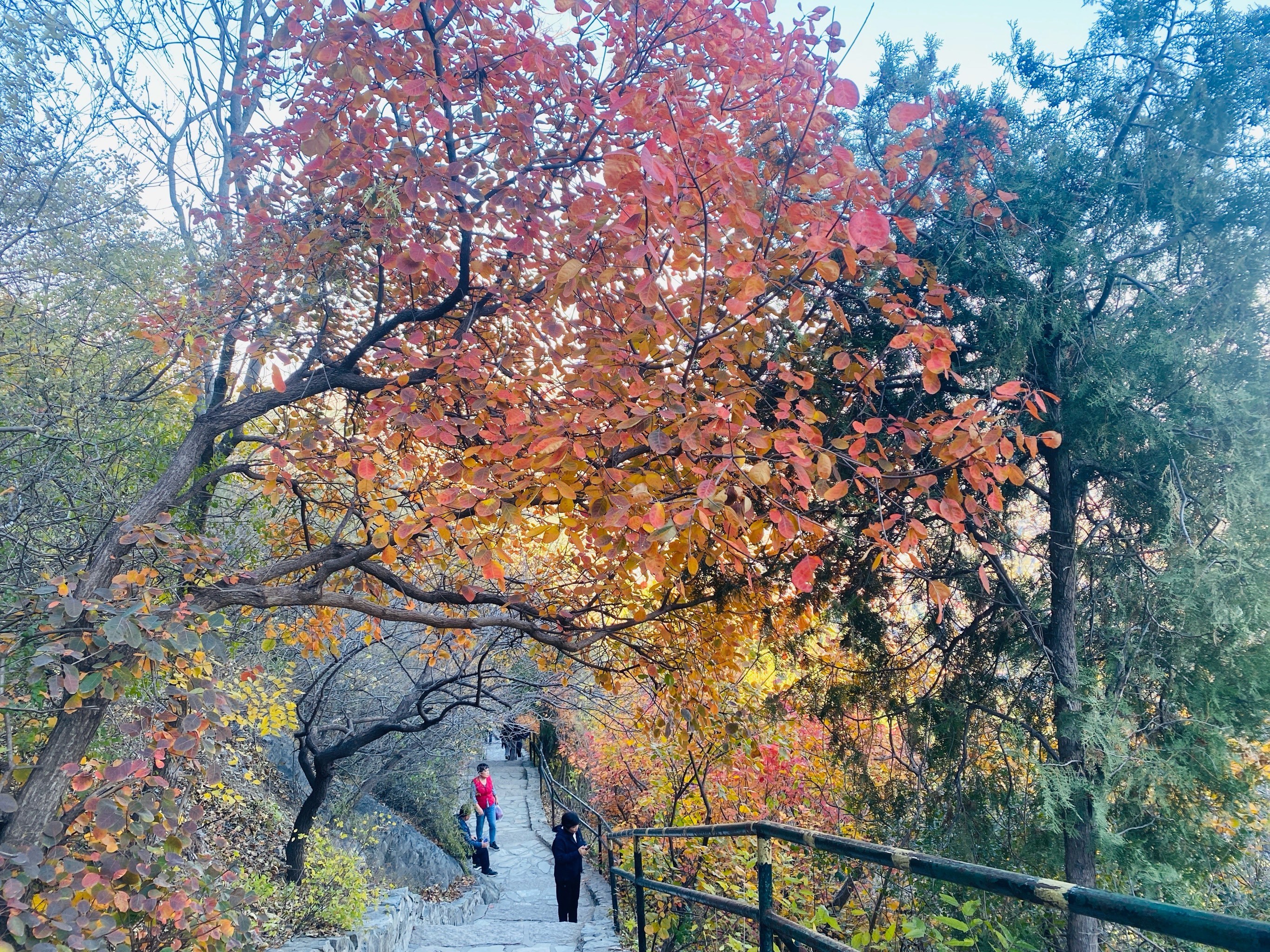 北京香山紅葉圖片，美景與SEO的完美結(jié)合，北京香山紅葉美景與SEO的絕佳融合圖片欣賞